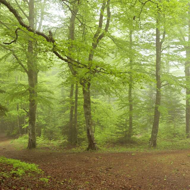 PR035 Les bois de Peybrousson et Plafay