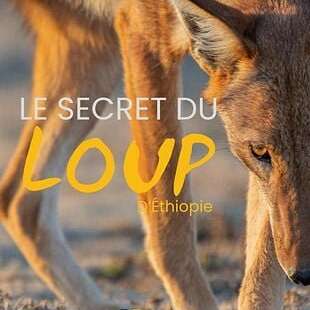 Cinéma: Le secret du loup d'Ethiopie