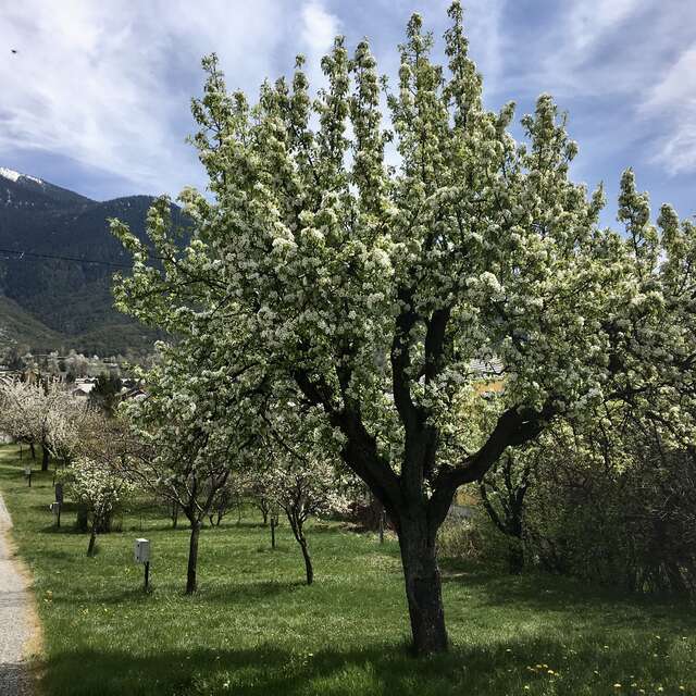 Le Catinat Fleuri