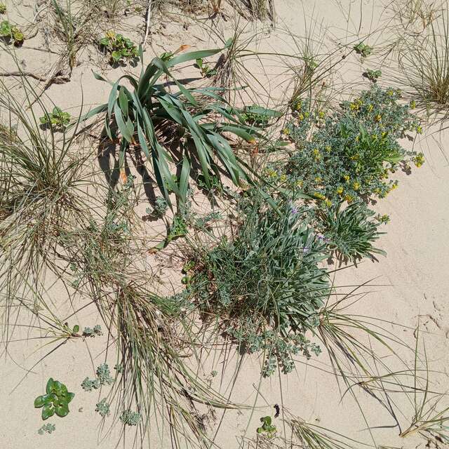 Les dunes : un patrimoine naturel résilient