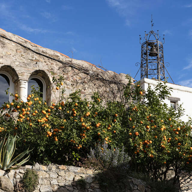 La balade des agrumes