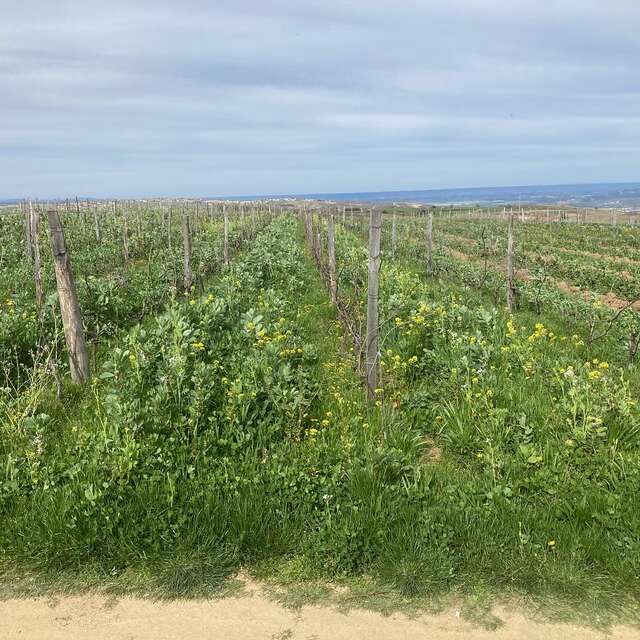 Rando Wine au domaine des Bardes