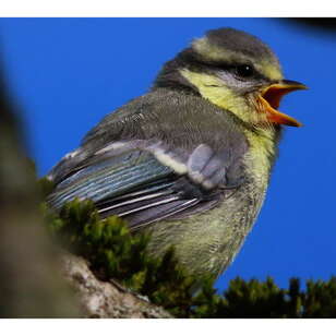 A l'écoute des oiseaux