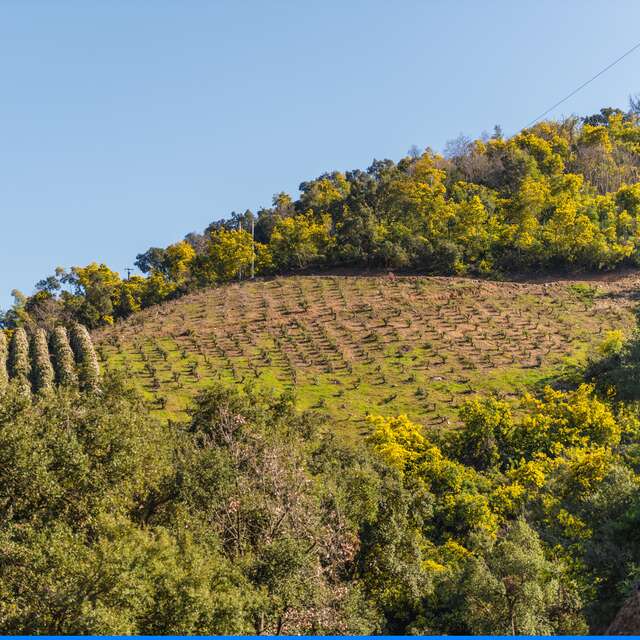 Le mimosa et ses compagnons de Tanneron- balade guidée