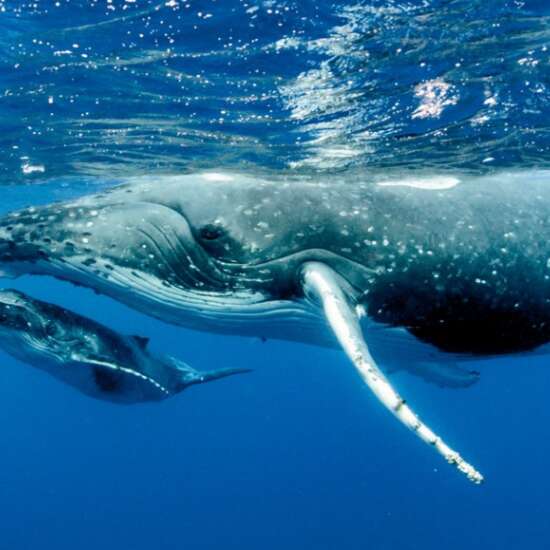 Tahiti Iti Diving - Whale watching tours