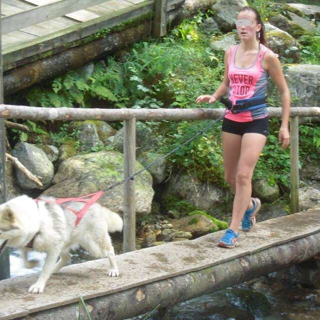 A la découverte du monde des chiens polaires