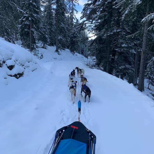 Sled dogs "Driving"