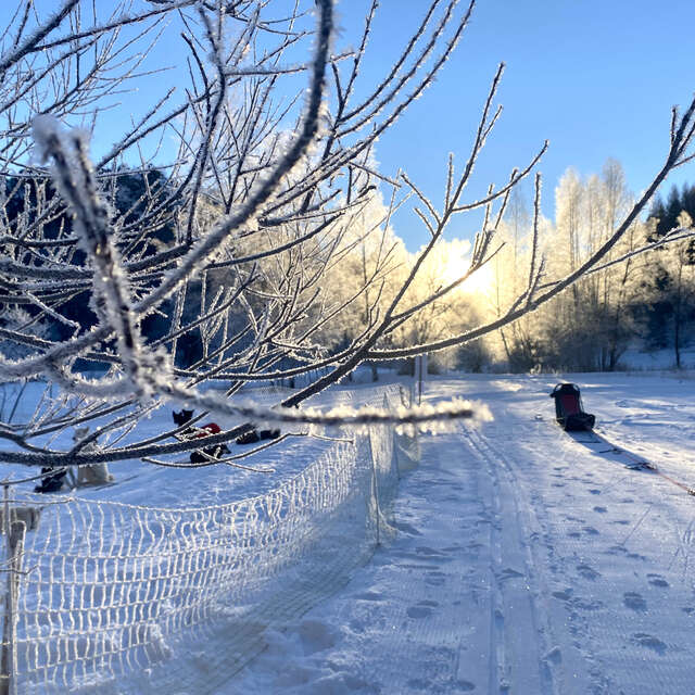 Stage mini musher