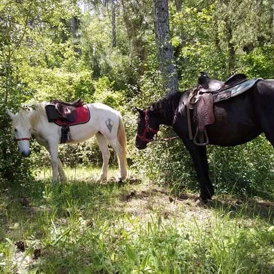 Promenade à cheval & poney - Ecuries de Sandalphon