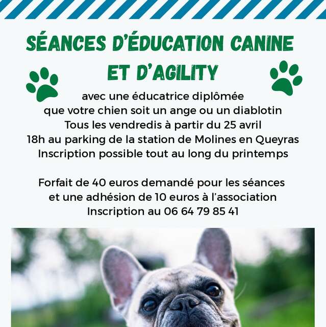 Dog training and agility sessions