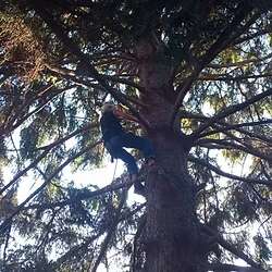 Tree climbing - Initiation Workshops