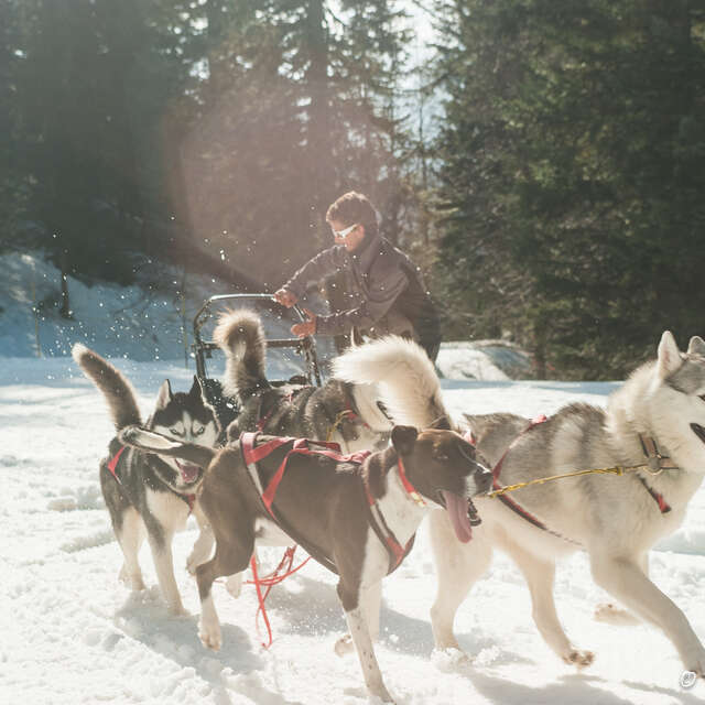 Présentation du métier de musher