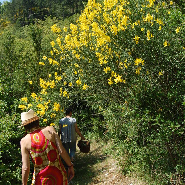 Les Aventurières du Goût - Découverte des fleurs et plantes sauvages comestibles