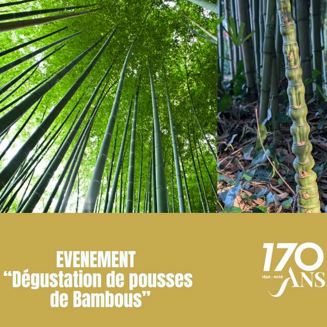 Journée bambou, visite et dégustation