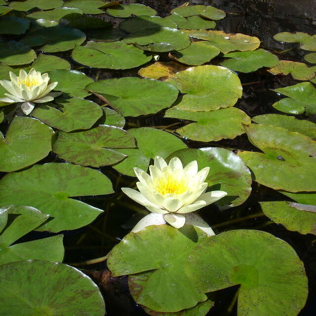 Atelier - Méditation en mouvement, danse de l'être
