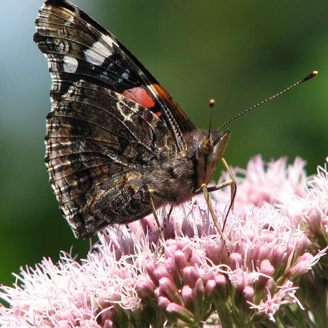 Minute Papillon !