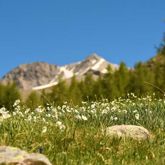Fleurs ordinaires et extra-ordinaires