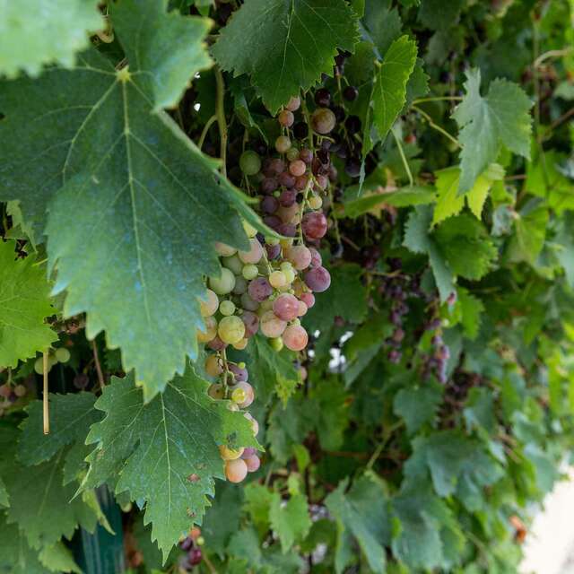 Balades vigneronnes en trottinette électrique