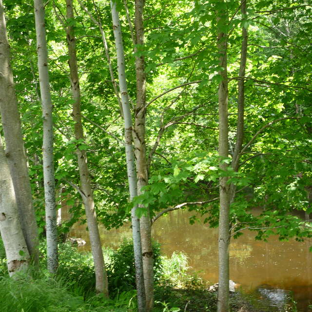 Tables de pique-nique Route du stade