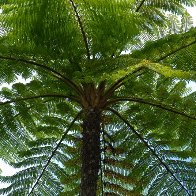 Pedestrian Path of the Great Ferns