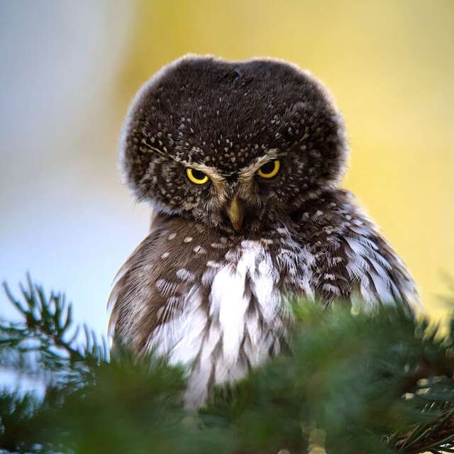 Les rapaces nocturnes