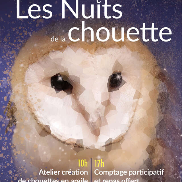 Owl nights
