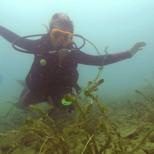 Battesimo d'immersione in una piscina