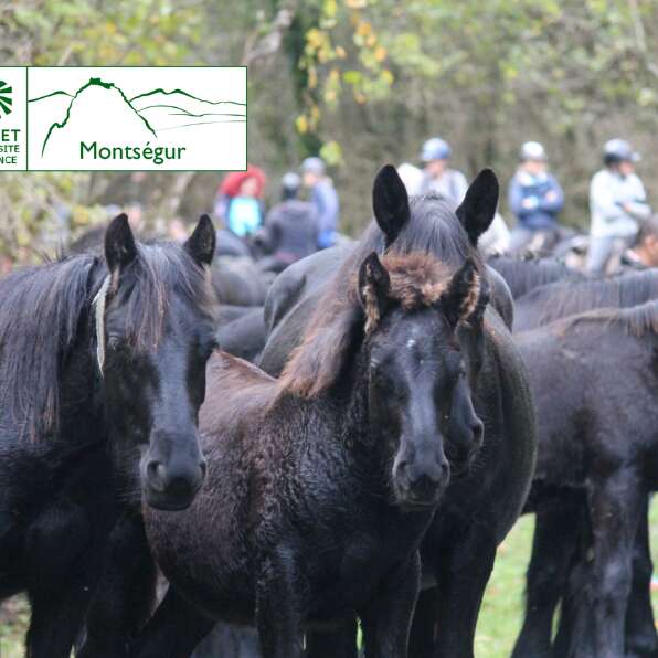 Arrivée des chevaux de Mérens au lac de Montbel