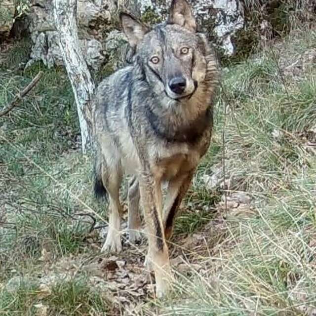 Balade nature commentée : Sur les traces des loups à Pierrefeu du Var