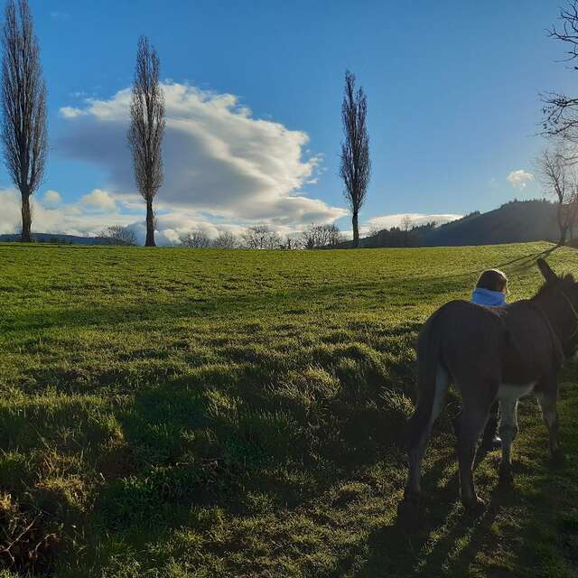 Promenade avec les ânes Marius et Jasmal