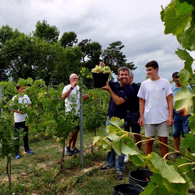 Viñedos en el escenario - Un paseo por las viñas