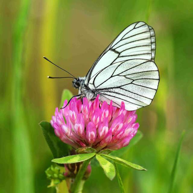Les papillons de la Réserve