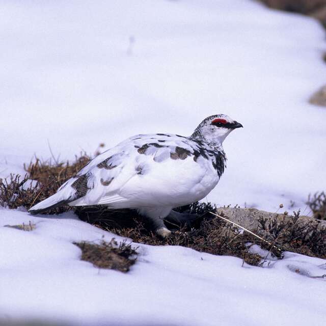 12 - La Roche Druidique de Crouzilhac