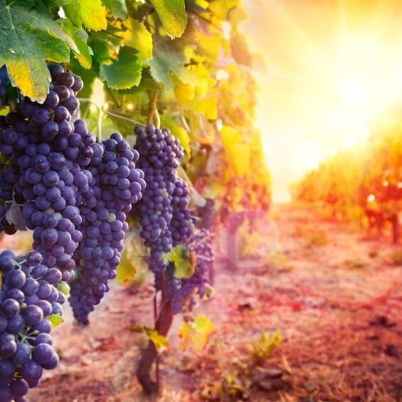 Randonnée - Le climat, quel impact sur les vignes ?