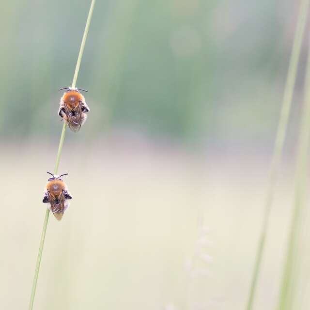 Les abeilles sauvages