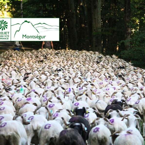 Etape finale - Transhumance des brebis tarasconnaises
