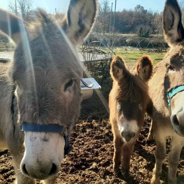 Atelier reliance ânes et chevaux - Domaine des Adrès