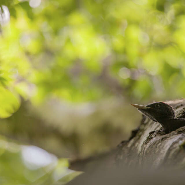 À la rencontre des oiseaux des forêts