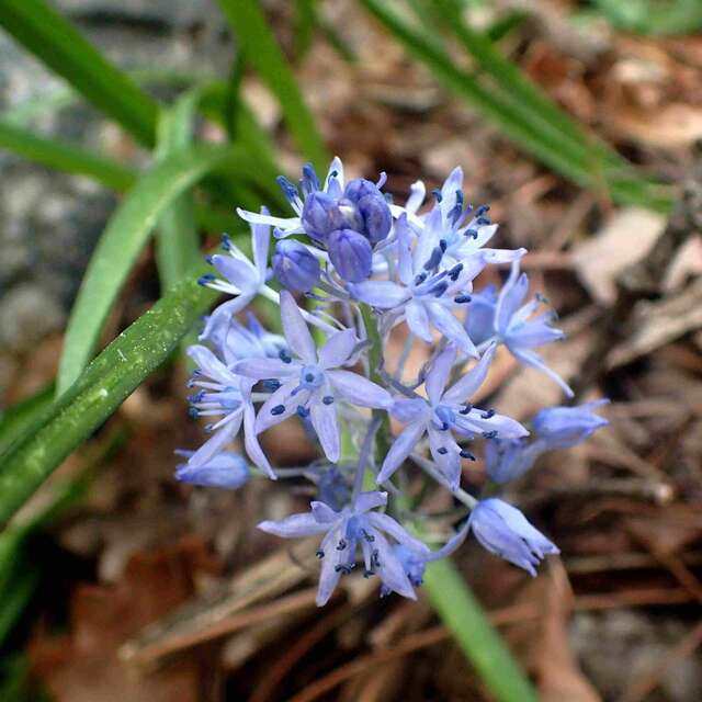 Balade botanique à Villeneuve-Loubet