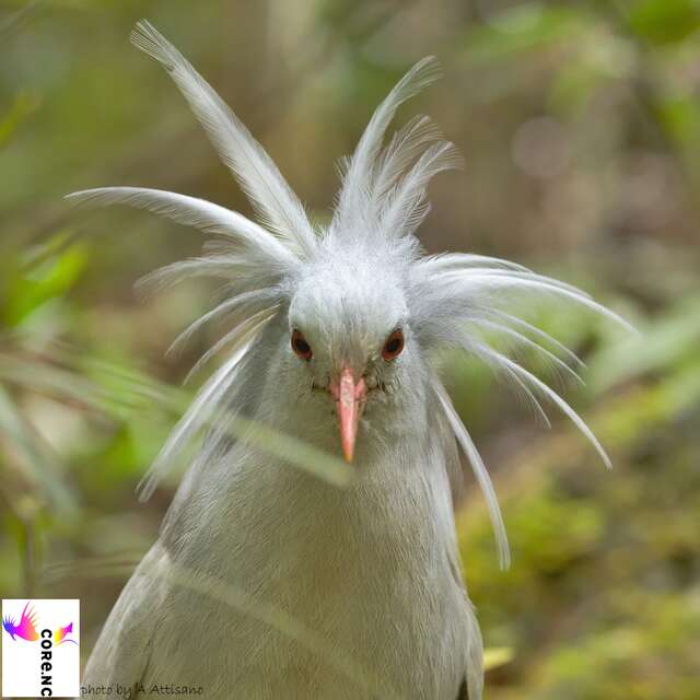 Visite guidée des cagous (nocturne)