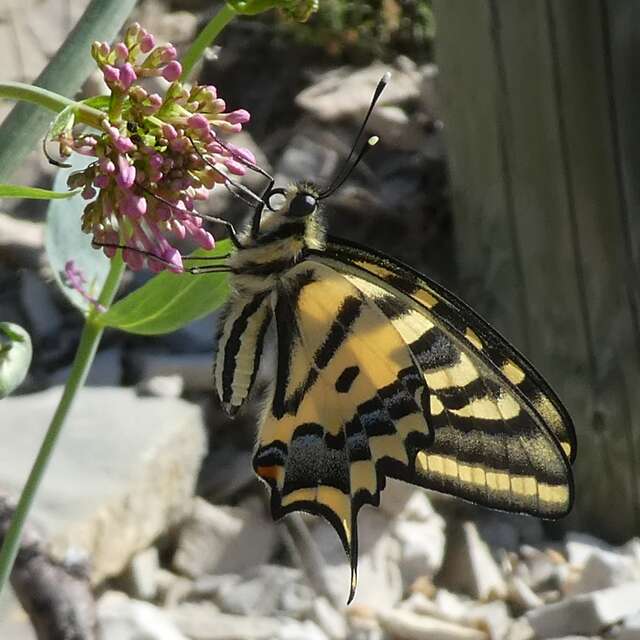 Randonnée naturaliste sur le Plateau de Calern