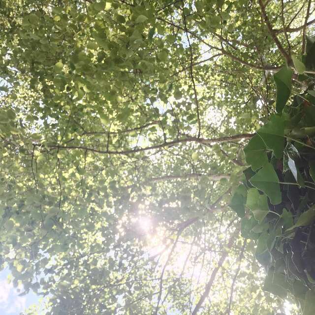Le cèdre rouge - grimpe d'arbres encadrée