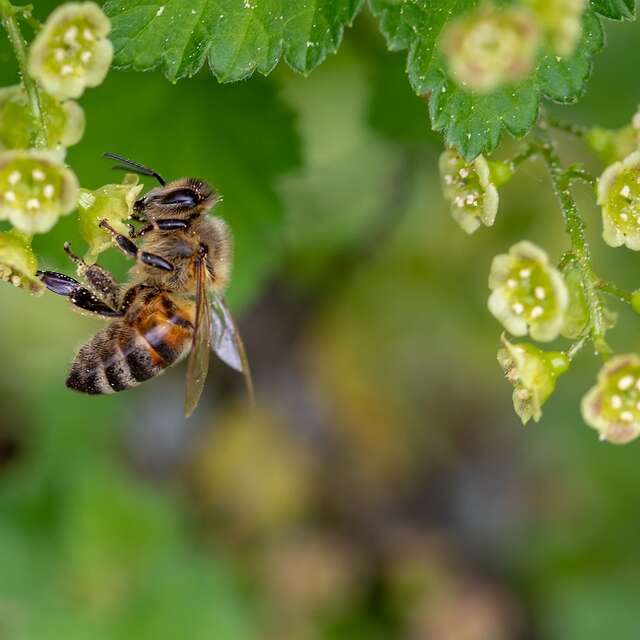 Fête de la nature