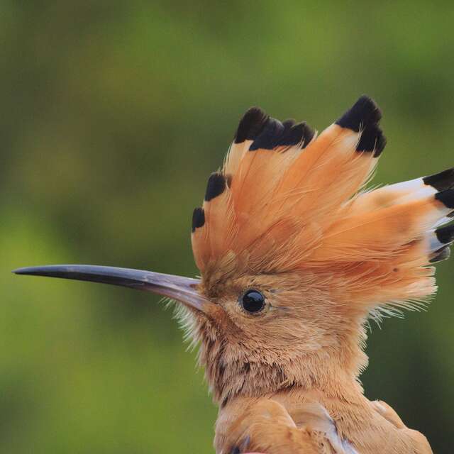 Point rencontre : Découverte des oiseaux des îles (Porquerolles)