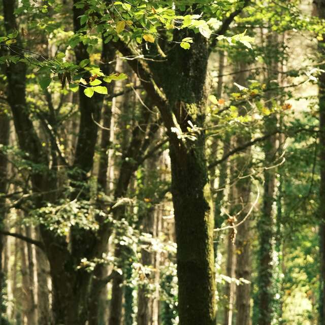 Balade Bota avec Racines de Terriens
