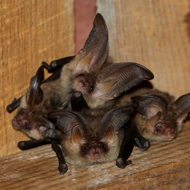 Les demoiselles de la nuit
