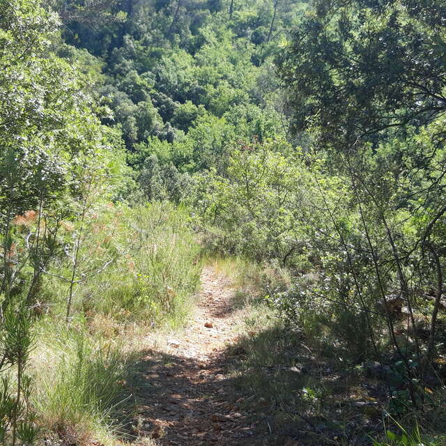 Cool Trail