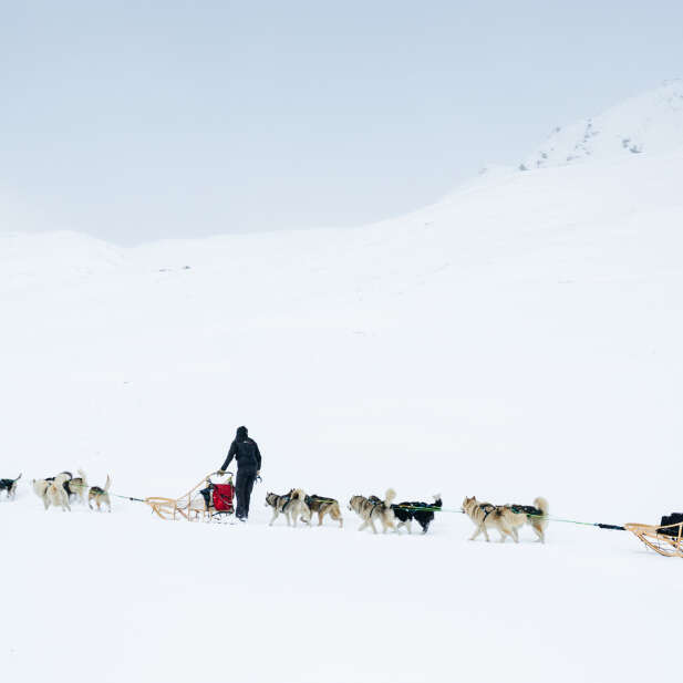 Chiens de traineau avec Takitrek