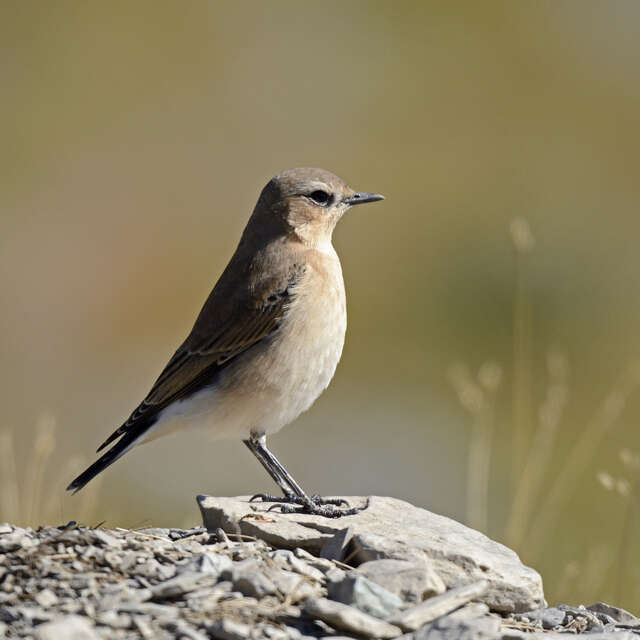 Les oiseaux de l'Authion, d'alpages en forêt