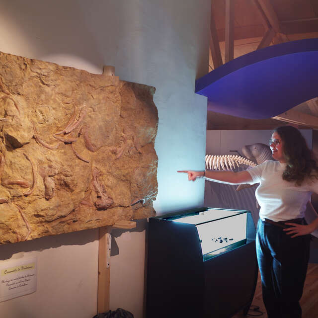 Exposition "Sirènes et Fossiles"